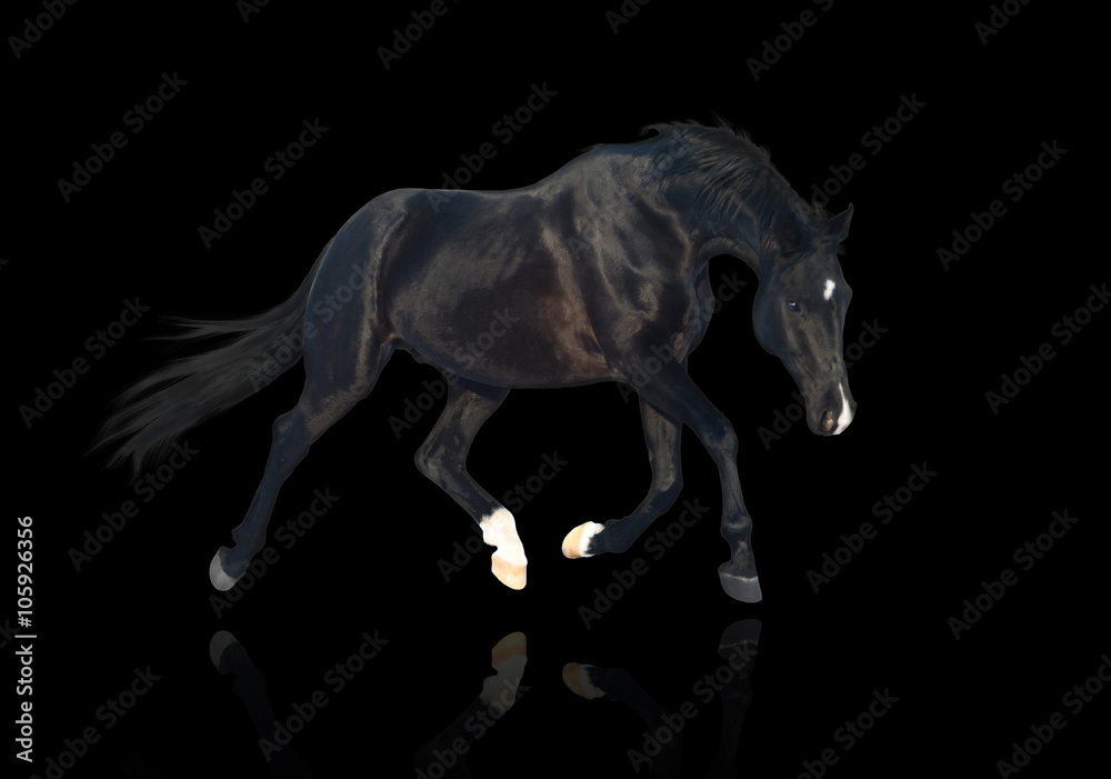 isolate of the black horse