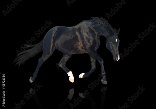 isolate of the black horse