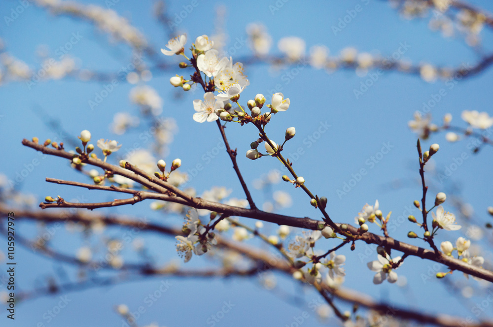 Blooming tree in spring