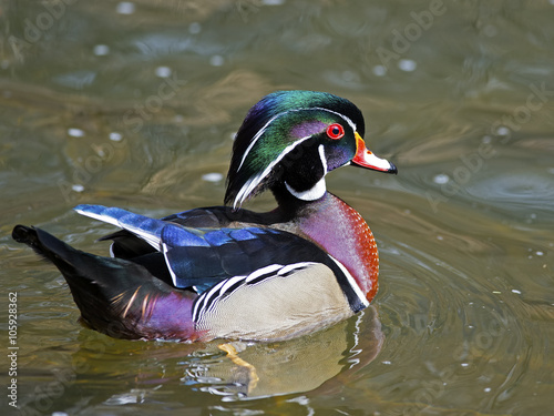 Photography Male Wood Duck