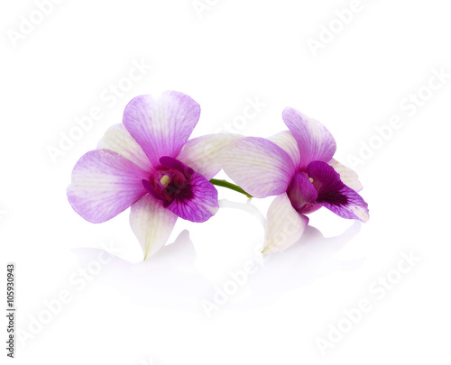 orchid on the white background