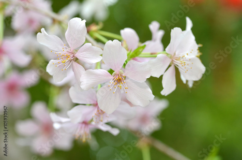 Beautiful Cherry blossom