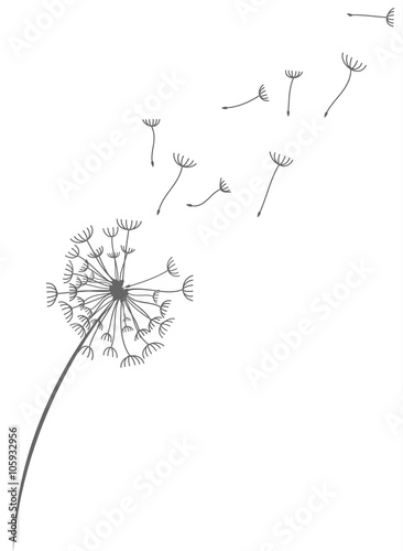 Fototapeta Naklejka Na Ścianę i Meble -  Pusteblume Löwenzahn mit Pollen Samen schwarz Silhouette Vektor