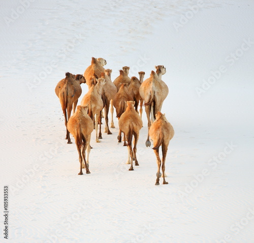 Camels in the white sand desert