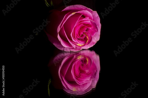 Pink rose on mirror background 