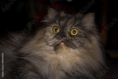 Grey Persian cat 