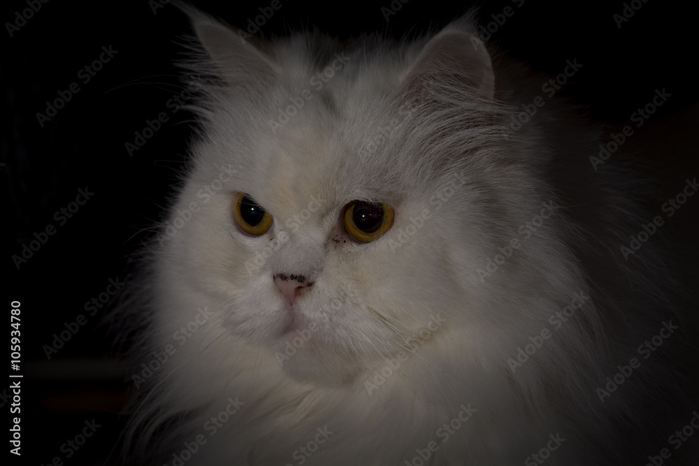 White Persian cat 
