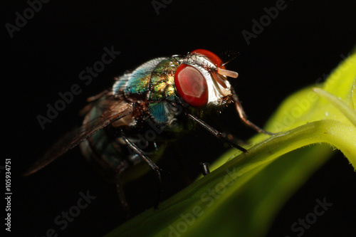 Macro photography of the compound eye of fly on black background