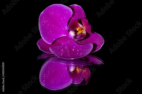 Fototapeta Naklejka Na Ścianę i Meble -  Purple orchid isolated  on black  background 