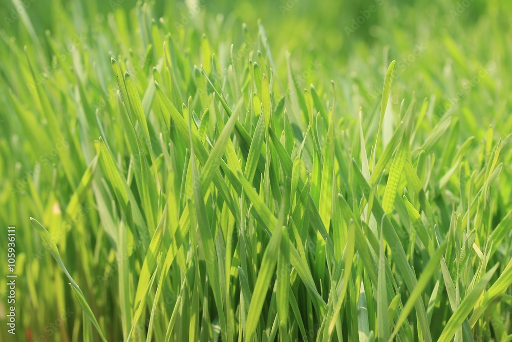 Field of green barley sapling Field of green barley sapling