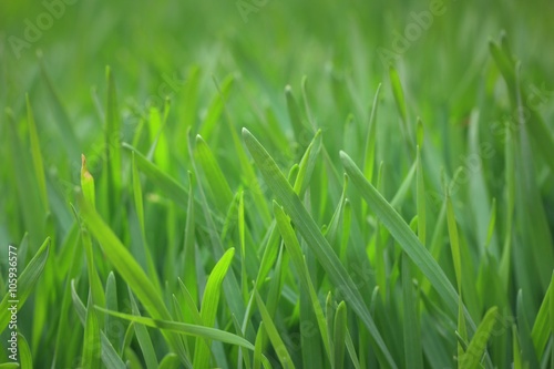 Field of green barley sapling