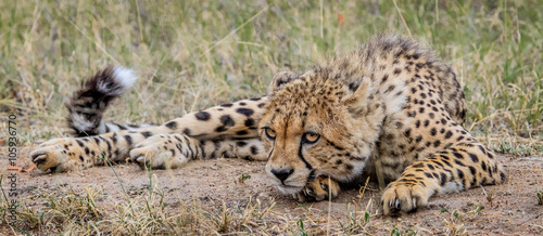 Laying Cheetah
