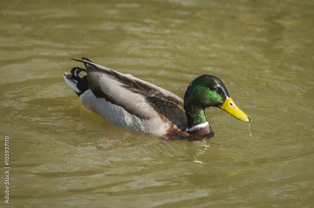 duck duck