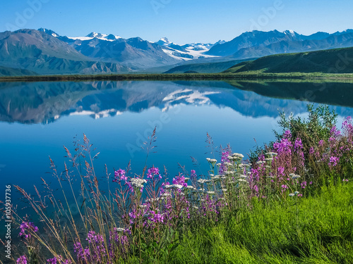 Wildflowers on the bank of Tanana Valley State Forest, Alaska with the mountains reflecting in the water.
