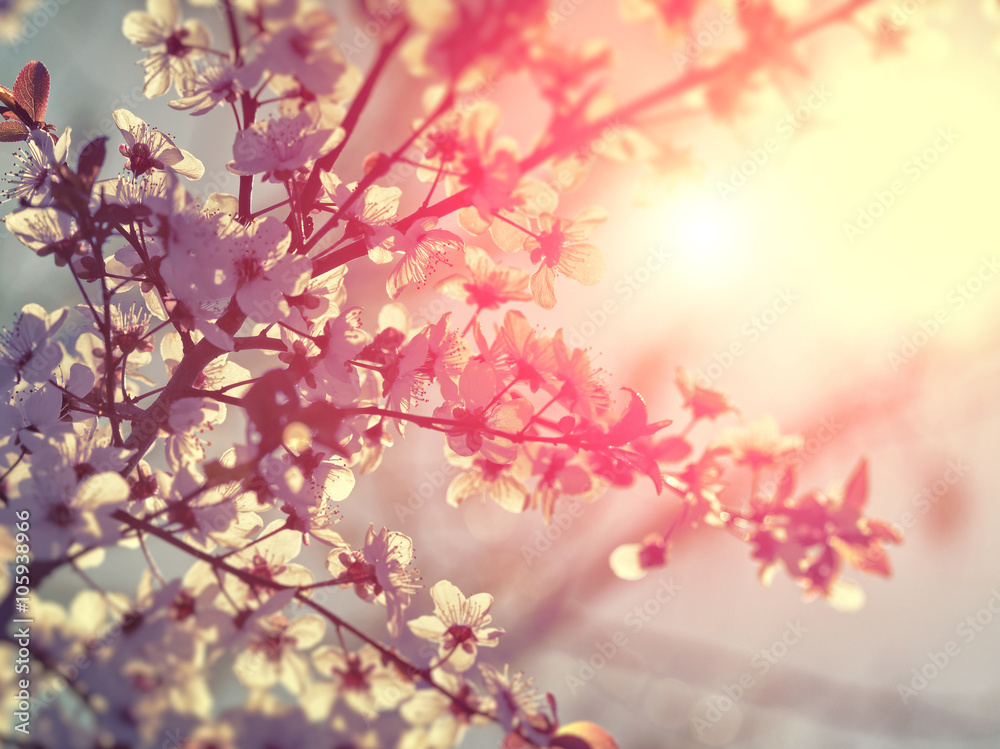cherry blossom background