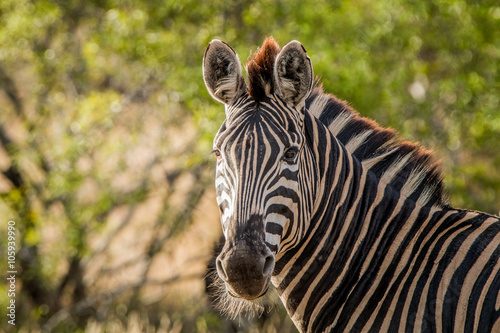Fototapeta Naklejka Na Ścianę i Meble -  Starring Zebra