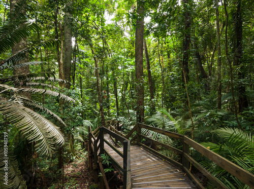 tropical rain forest in Cape Tribulation Australia  Daintree rainforest  an ancient jungle