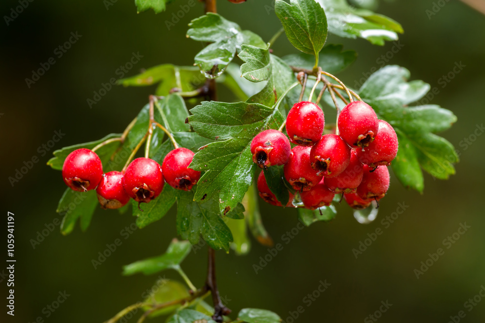 Mature nice red hawthorn berries