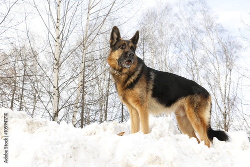 Dog on the snow in winter day