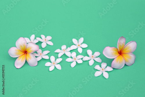 beautiful white plumeria rubra flower