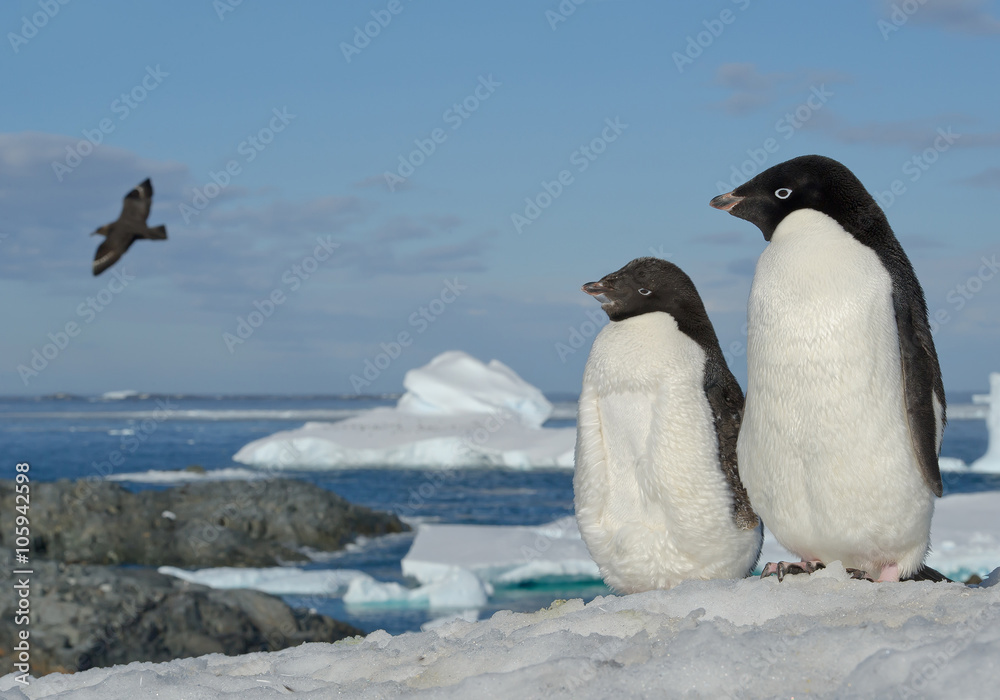 Two Adelie penguins standing on snowy hill, looking at flying skua, with blue sea and iceberg in background, Antarctic Peninsula
