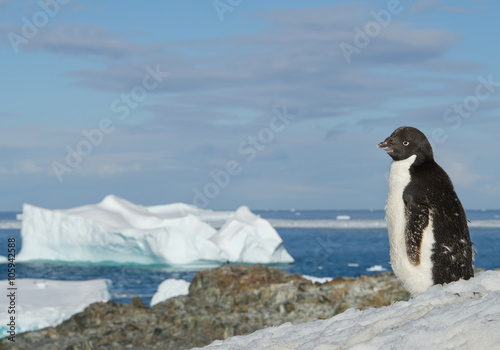 Young Adelie penguin standing on snowy hill, with blue sea and iceberg in background, Antarctic Peninsula