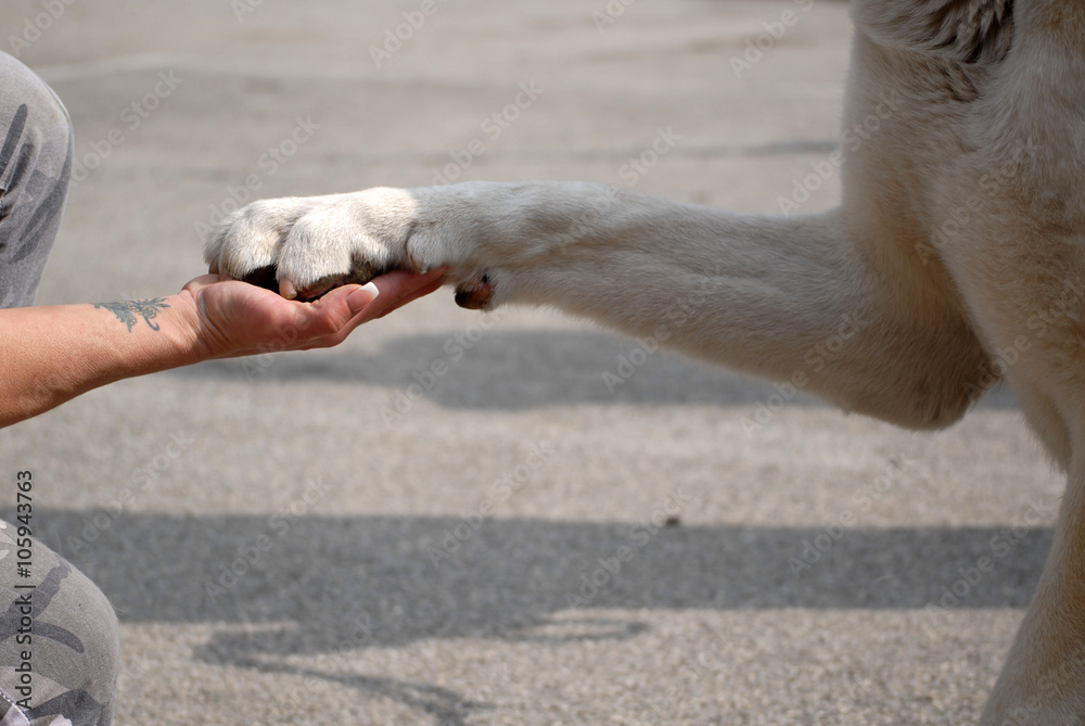 White dog gives paw to human 