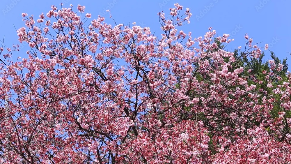 サクラ（寒桜）