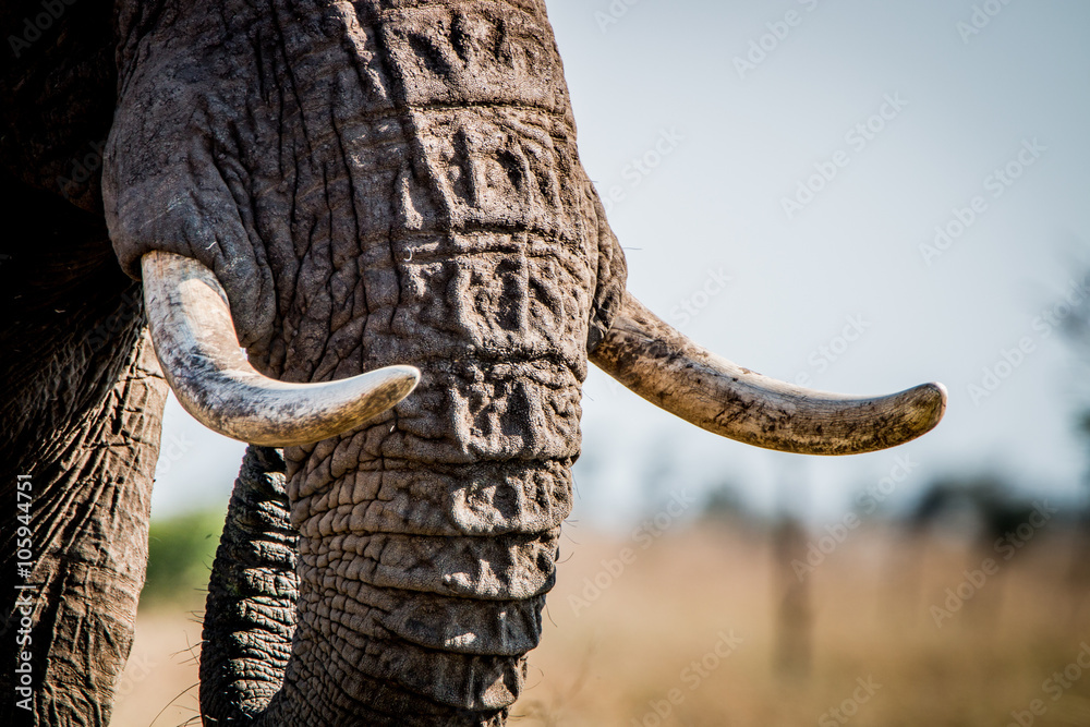 Fototapeta premium Elephant tusks