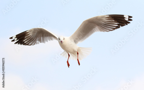 Seagull fly in the sky at Bang Pu,Thailand.