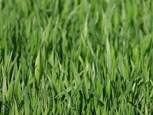 Field of green wheat grass