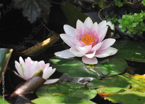 fleurs de nénuphars dans bassin