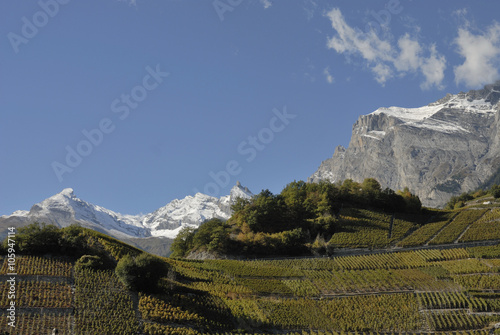 Vignoble valaisan (Chamoson), Suisse photo