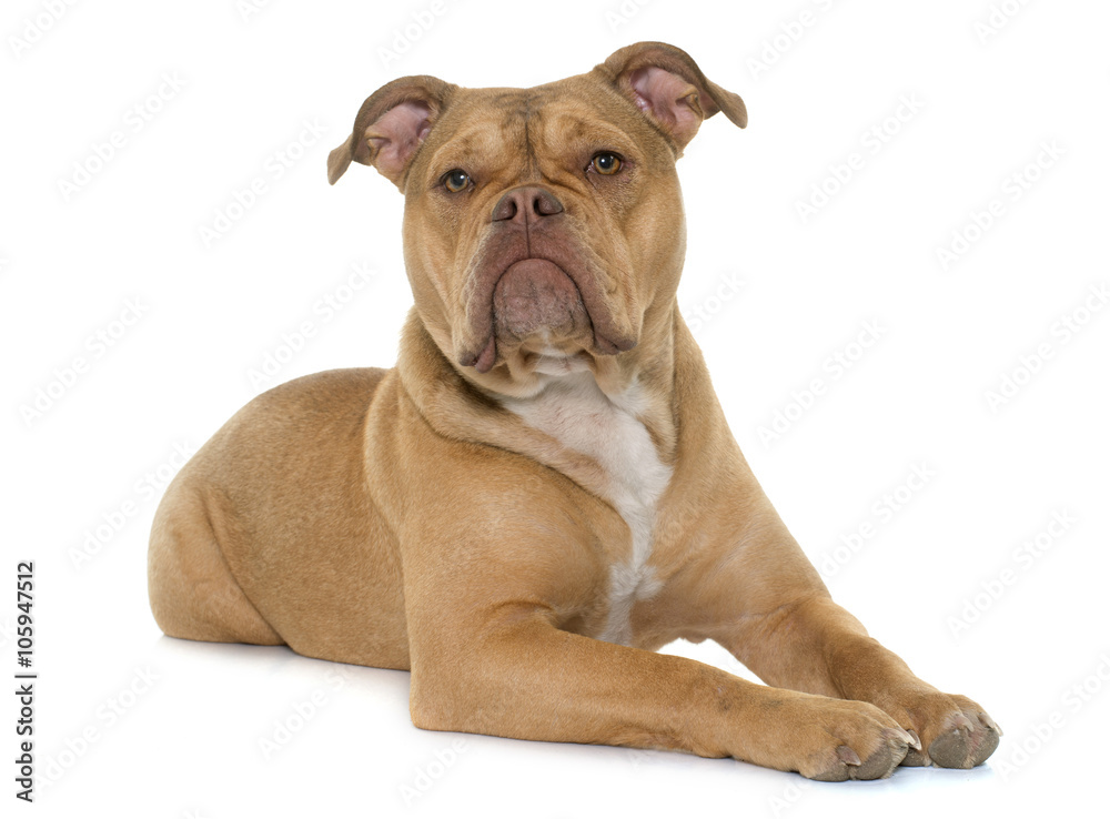 old english bulldog old english bulldog