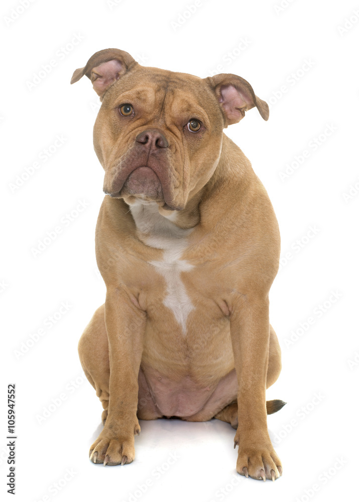 old english bulldog old english bulldog