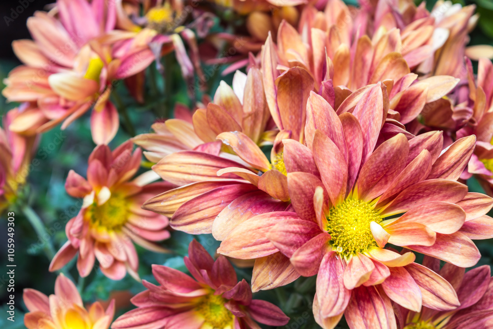 Chrysanthemum blooming Chrysanthemum blooming