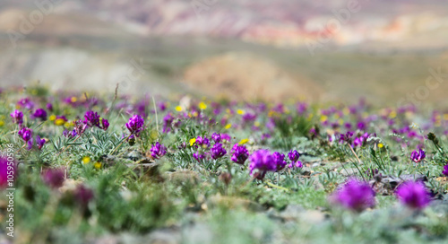 Fototapeta Naklejka Na Ścianę i Meble -  Flowers in a mountain valley