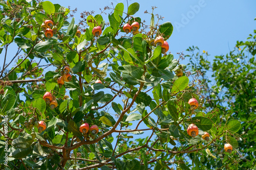 cashew nut