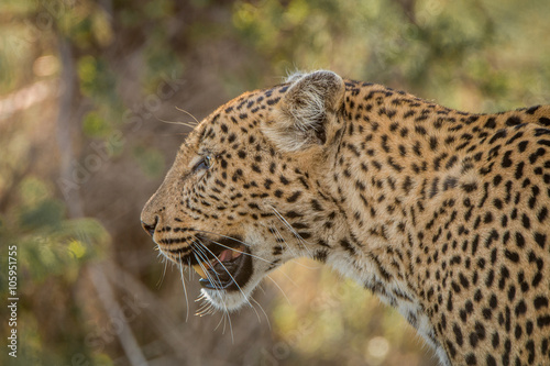 Side profile of a Leopard
