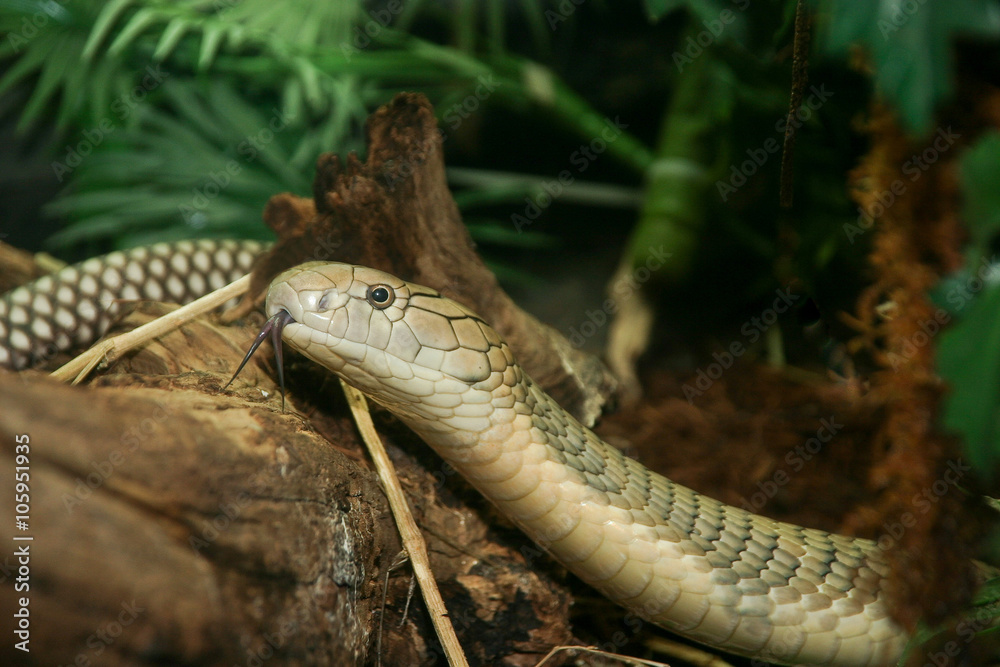 Naklejka premium King cobra