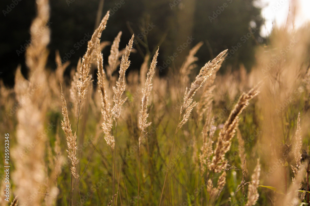 Fototapeta premium beautiful grass