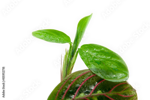 Maranta tricolor isolated photo