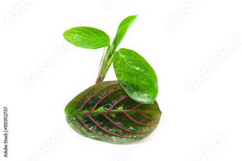 Maranta tricolor isolated photo