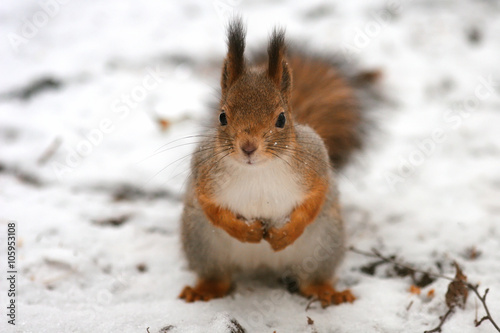 portrait of a cute fluffy squirrel on the white snow