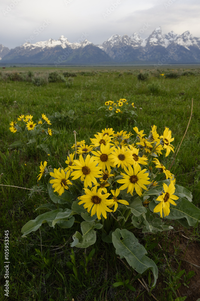 Sunflowers in the Black Tail Ponds, Grand Teton National Park