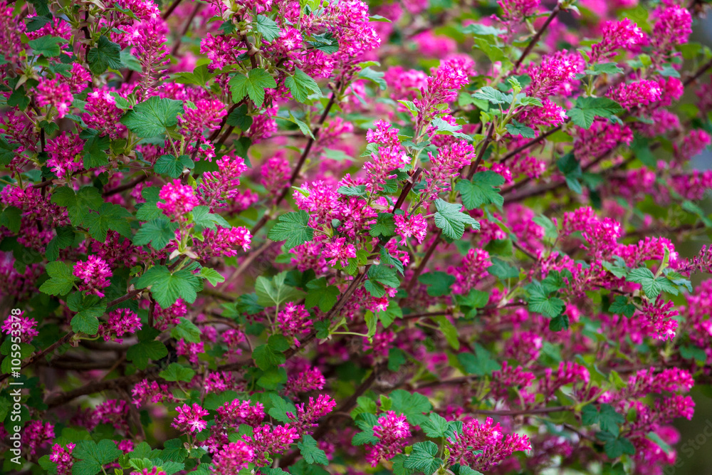 Pinke Blüten - Gartenblume