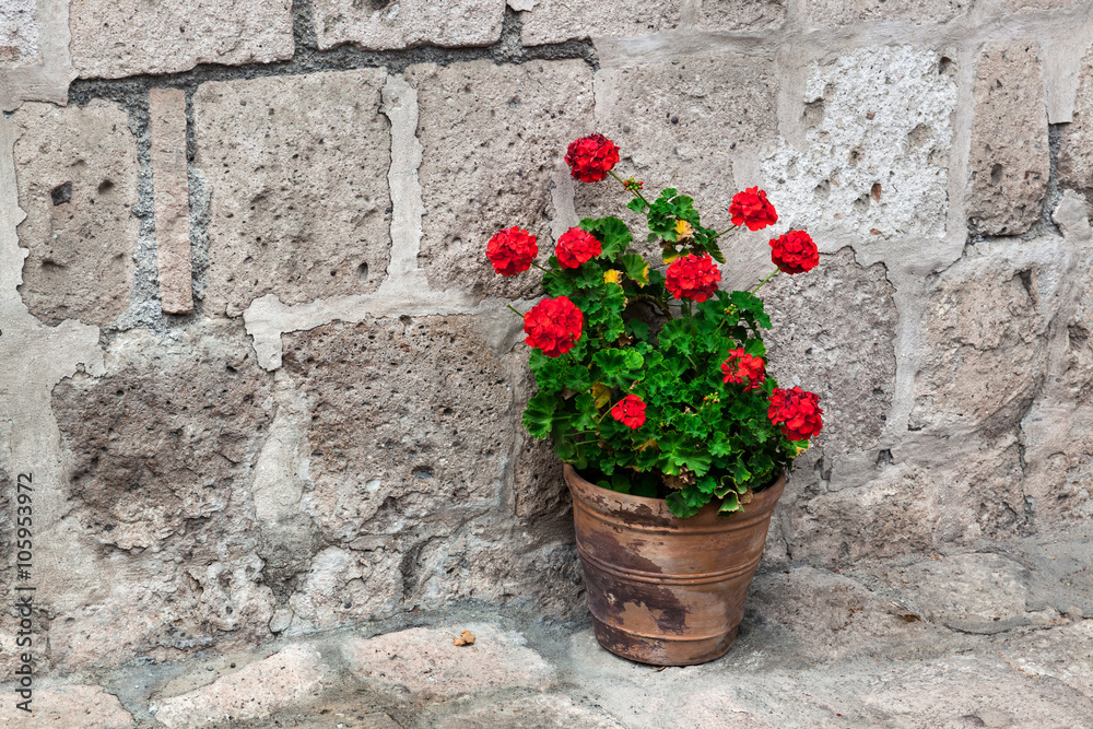 geranium on the stone wall background