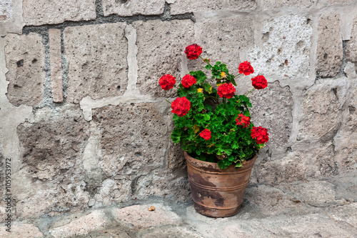 Fototapeta Naklejka Na Ścianę i Meble -  geranium on the stone wall background