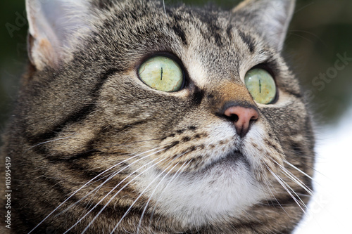 Nahaufnahme vom Gesicht einer Katze