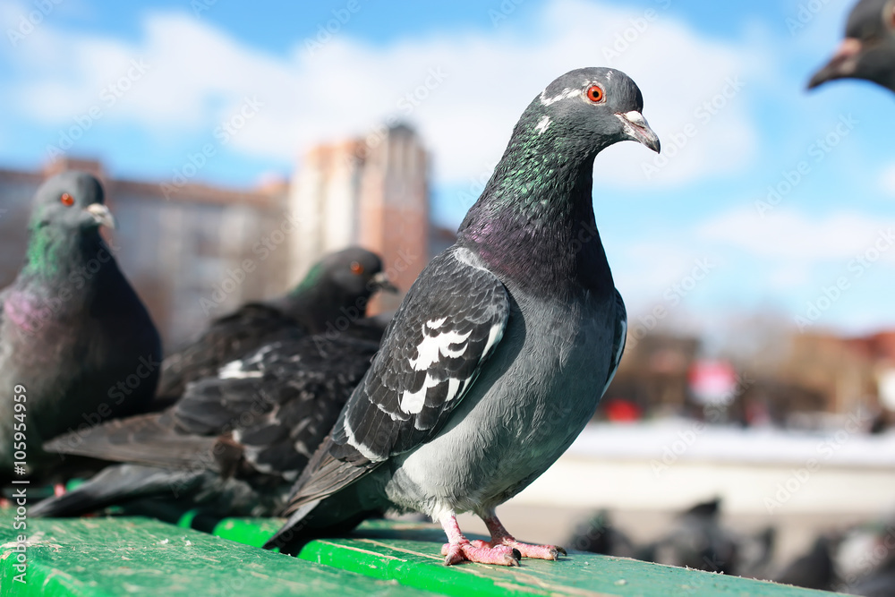 Obraz premium doves on the background of the city